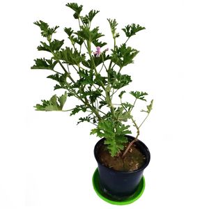 گیاه طبیعی عطر چای مدل C-42