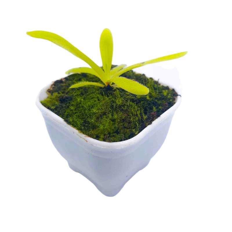 گیاه طبیعی پینگوییکولا مدل افرودیت حشره خوار کد 01 گیاه طبیعی پینگوییکولا مدل افرودیت حشره خوار کد 01