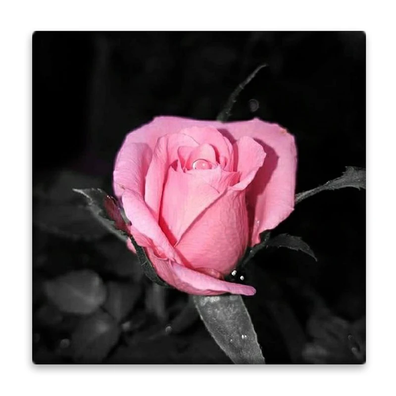 زیر لیوانی  مدل گل رز کد    4801137_3509