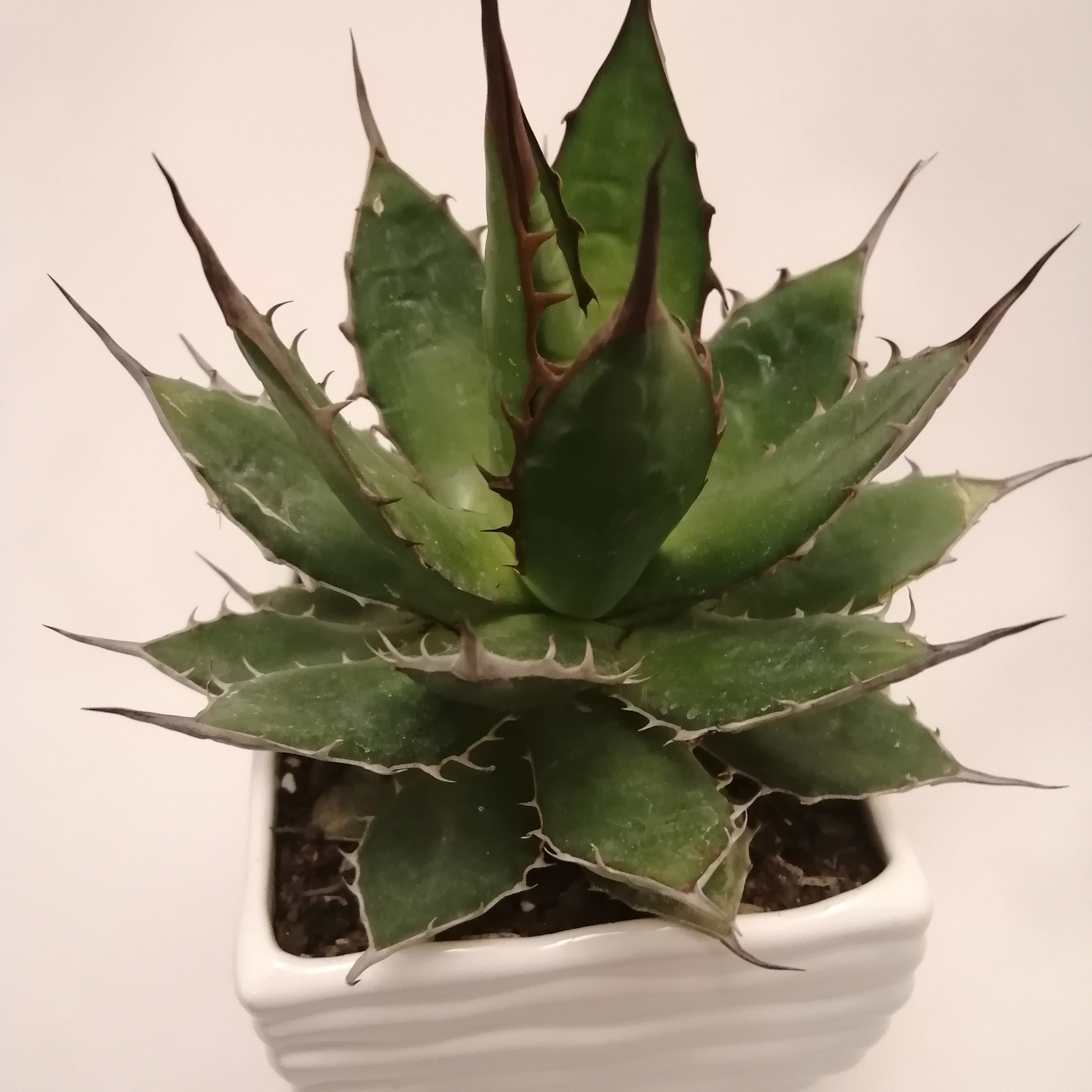 گیاه طبیعی ساکولنت آگاو کد pg_05