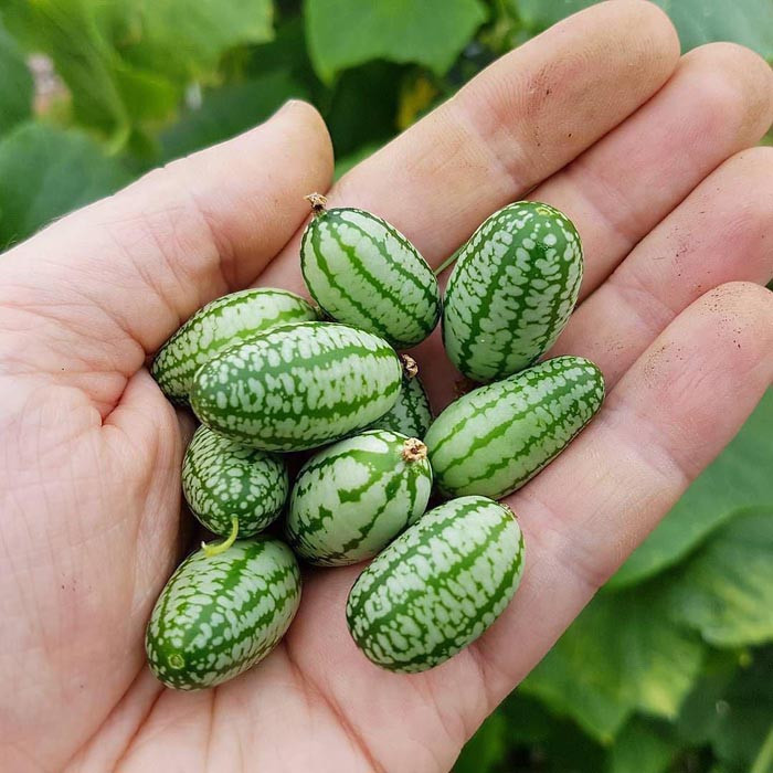 بذر میوه خیار مکزیکی هندوانه ای گلبرگ پامچال کد GPF-305 بذر میوه خیار مکزیکی هندوانه ای گلبرگ پامچال کد GPF-305