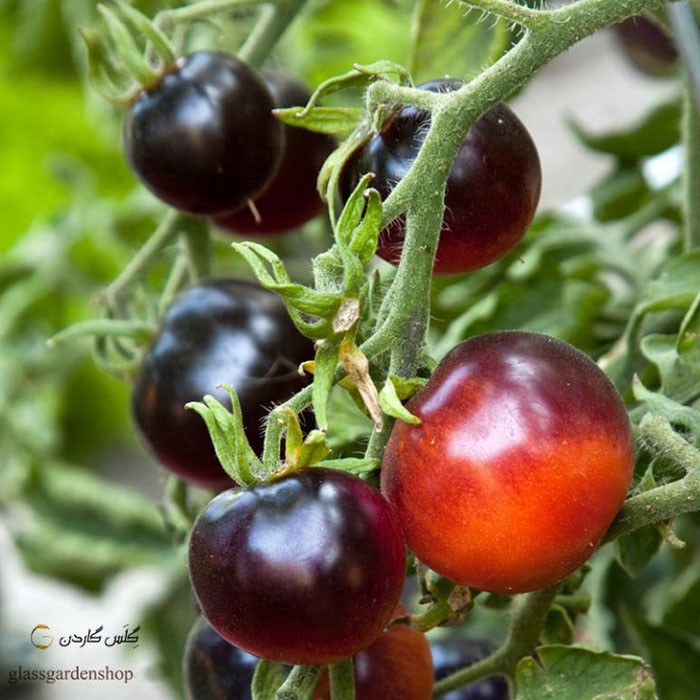 بذر گوجه چری مشکی گیلاسی سیاه مدل GL10 بذر گوجه چری مشکی گیلاسی سیاه مدل GL10
