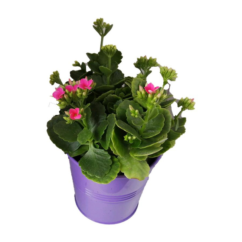 گیاه طبیعی کلانکوا کد af05 گیاه طبیعی کلانکوا کد af05