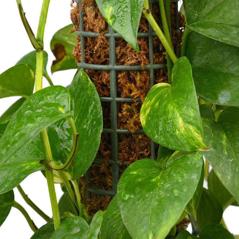 گیاه طبیعی پتوس مدل حصیری پایه دار کد 10463/2202