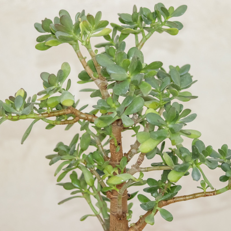 گیاه طبیعی بونسای کراسولا اواتا مدل ۵۵۹