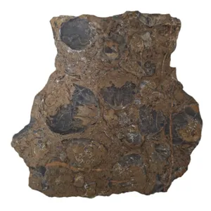 سنگ راف مدل فسیل صدفی