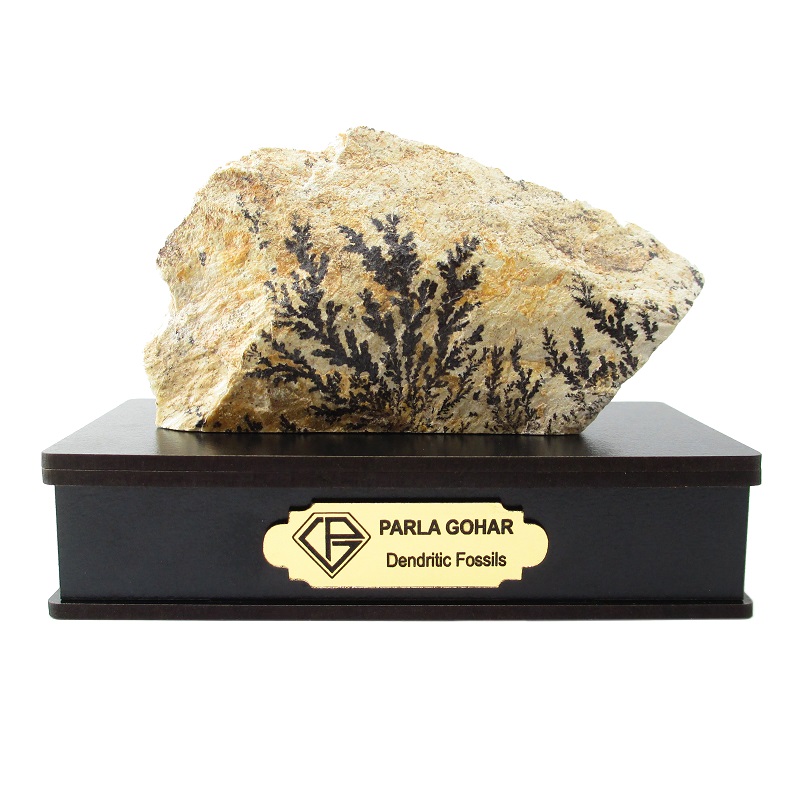 سنگ راف شجر فسیلی پارلا گوهر کد 2210