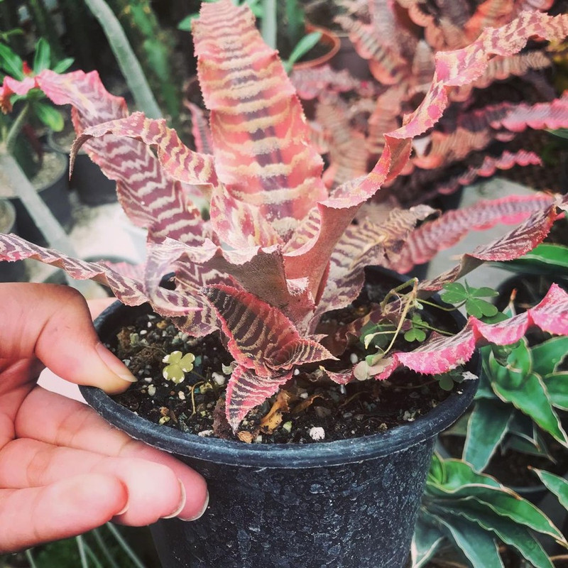 گیاه طبیعی کریپتانتوس مدل sh-2021