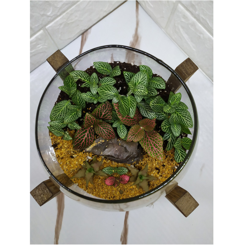 تراریوم گیاه طبیعی مدل آهو تراریوم گیاه طبیعی مدل آهو