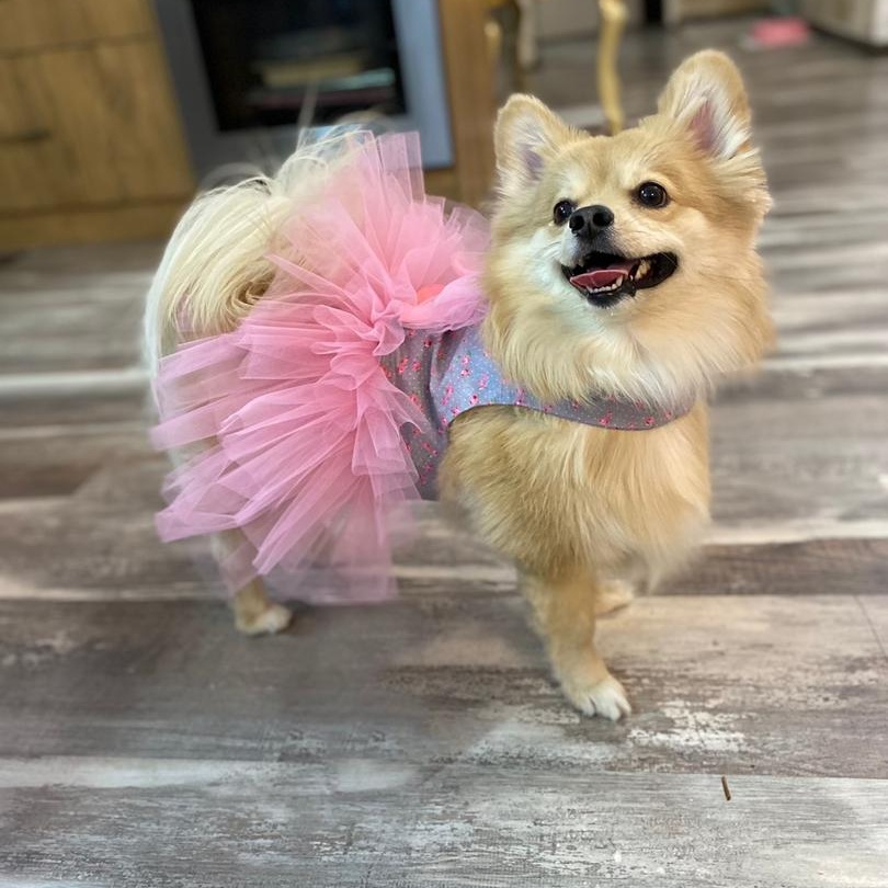 لباس سگ و گربه مدل EMEL کد G406 سایز M