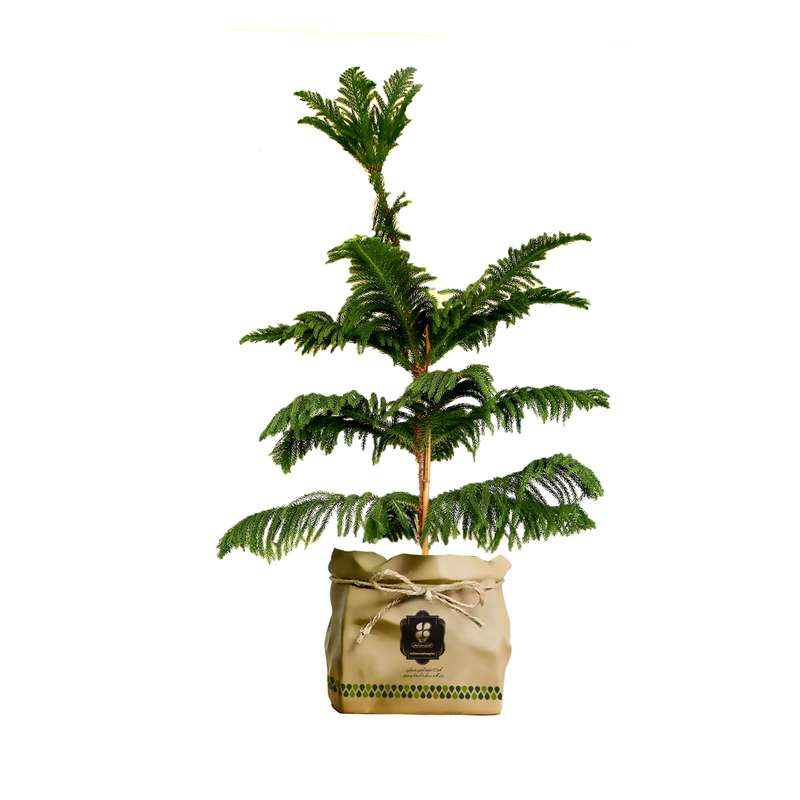 گیاه طبیعی کاج مطبق شرکت گلباران سبز گیلان مدل GN13-10K گیاه طبیعی کاج مطبق شرکت گلباران سبز گیلان مدل GN13-10K