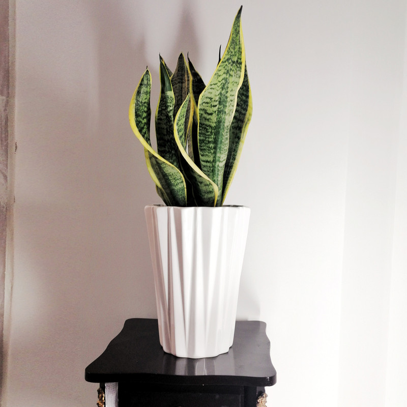 گیاه طبیعی سانسوریا ابلق مدل کرواتی