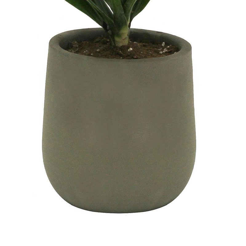 گیاه طبیعی دراسنا کامپکت کد D_001 گیاه طبیعی دراسنا کامپکت کد D_001