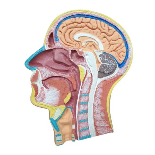 بازی آموزشی مدل  مولاژ مقطع میانی سر و گردن