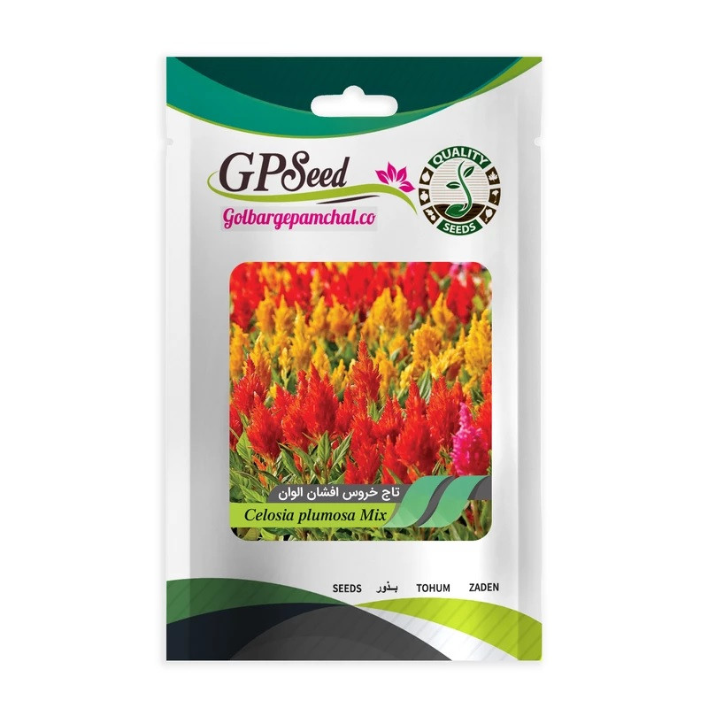 بذر گل تاج خروس افشان الوان جی پی سید مدل GP8019