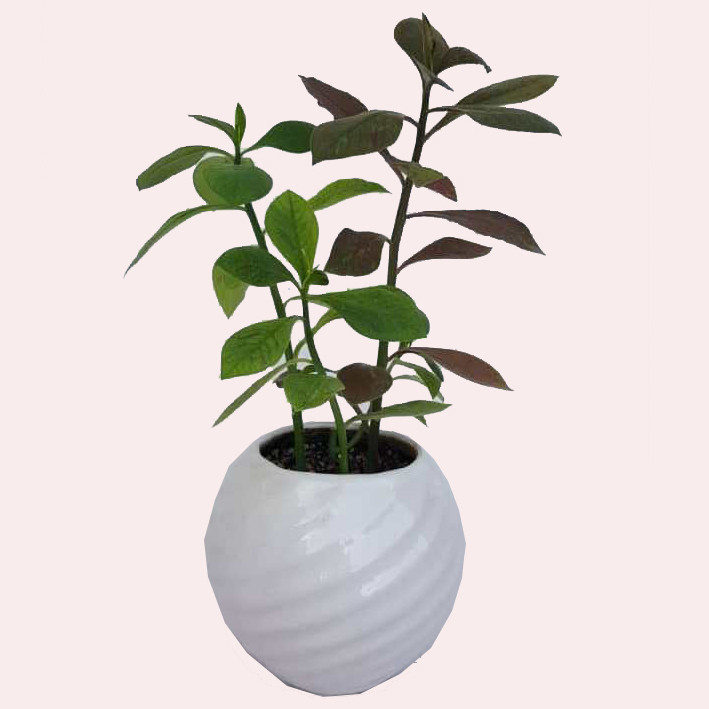 گیاه طبیعی فردوس کد 03