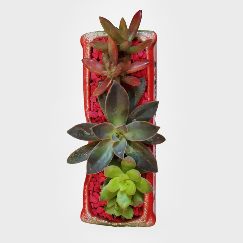 گیاه طبیعی خانواده ساکولنت طرح هندوانه مدل یلدا