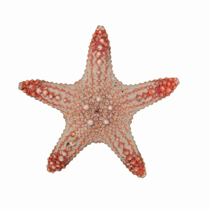 ستاره دریایی تزیینی مدل w23