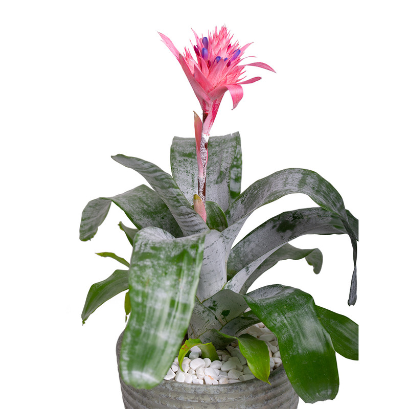 گیاه طبیعی اکمیا بنیس فلاور مدل P-32 گیاه طبیعی اکمیا بنیس فلاور مدل P-32