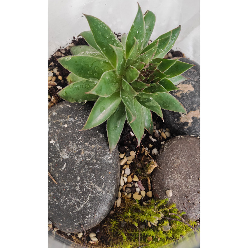 تراریوم گیاه طبیعی کدzzp-888 تراریوم گیاه طبیعی کدzzp-888