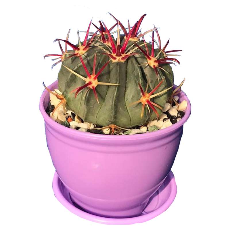 گیاه طبیعی کاکتوس فرولاتیس پینوس مدل PN-15