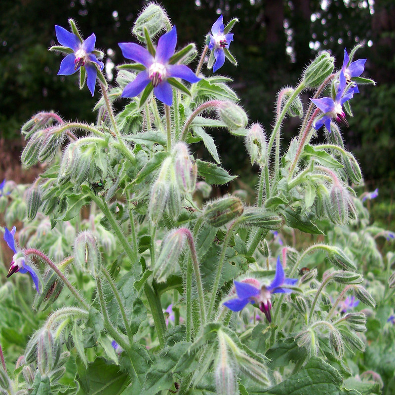 بذر گاوزبان اروپائی وانیا سید مدل X46