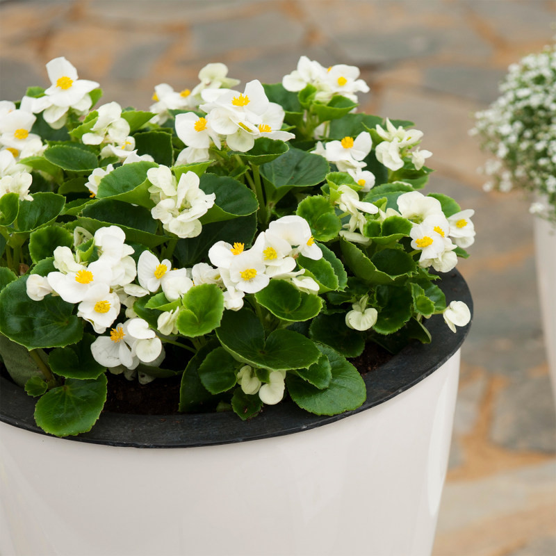 بذر گل بگونیا عروس سفید سانیا سید مدل ss14 بذر گل بگونیا عروس سفید سانیا سید مدل ss14