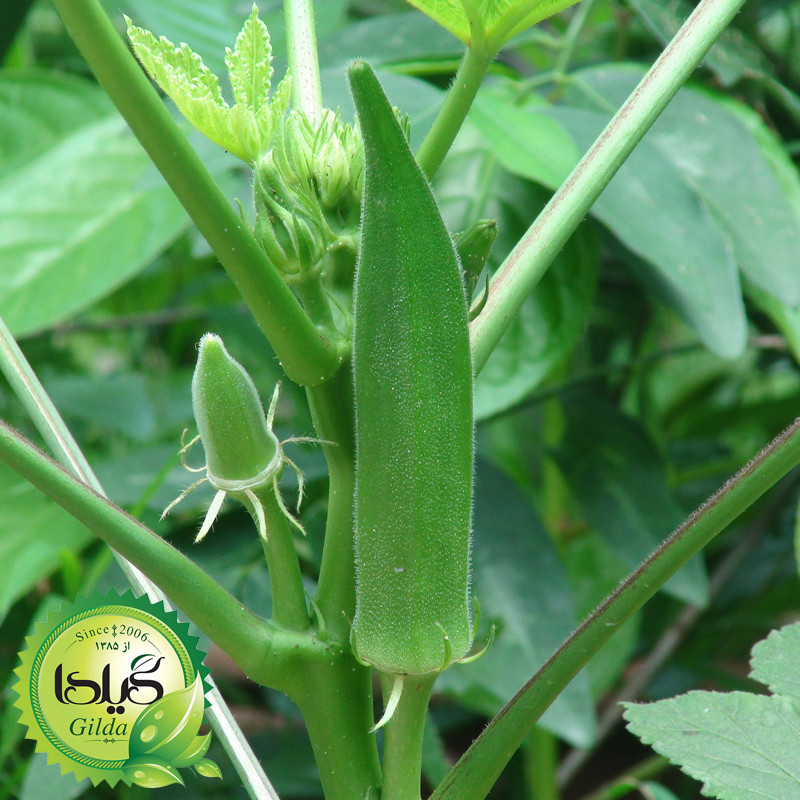 بذر بامیه گیلدا کد 745