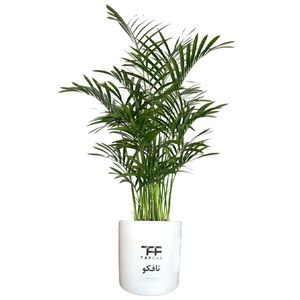 نقد و بررسی گل طبیعی شامادورا تافکو کد 2x توسط خریداران