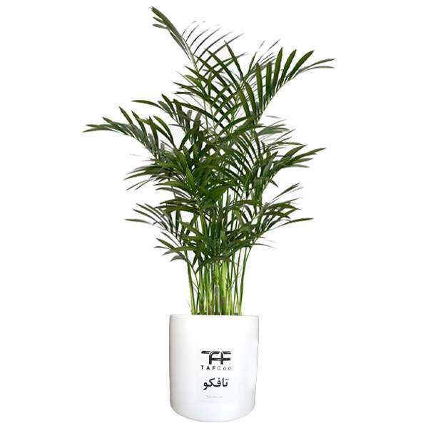 گل طبیعی شامادورا تافکو کد 2x گل طبیعی شامادورا تافکو کد 2x