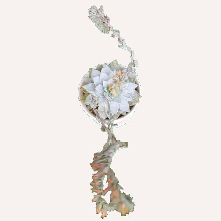 گیاه طبیعی ساکولنت اچوریا کد S03 گیاه طبیعی ساکولنت اچوریا کد S03