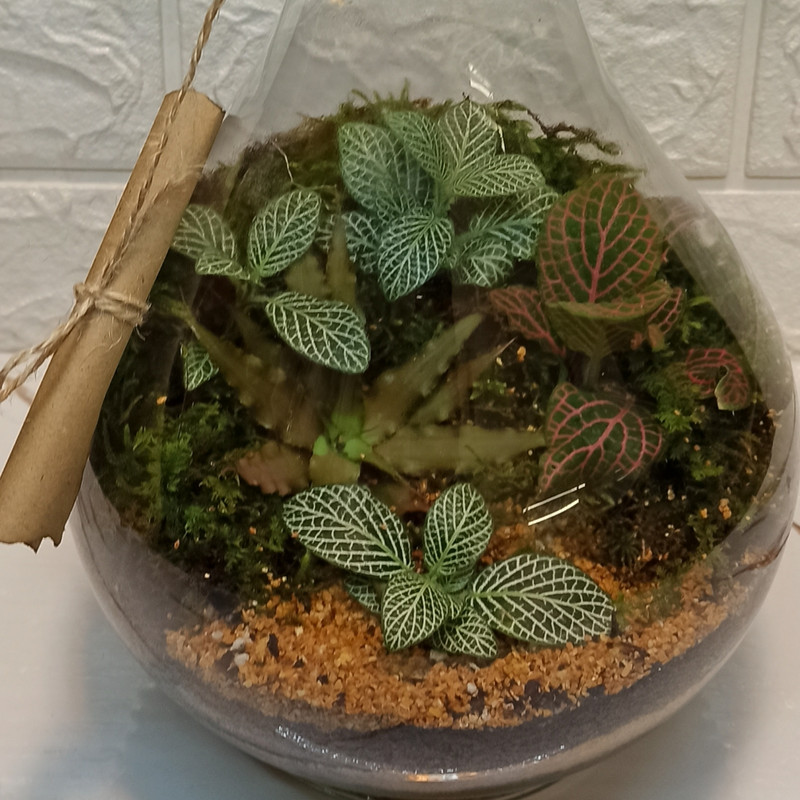 تراریوم گیاه طبیعی مدل طاووس