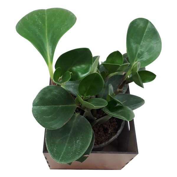 گیاه طبیعی پیرومیا ناردونه کد SA - S02