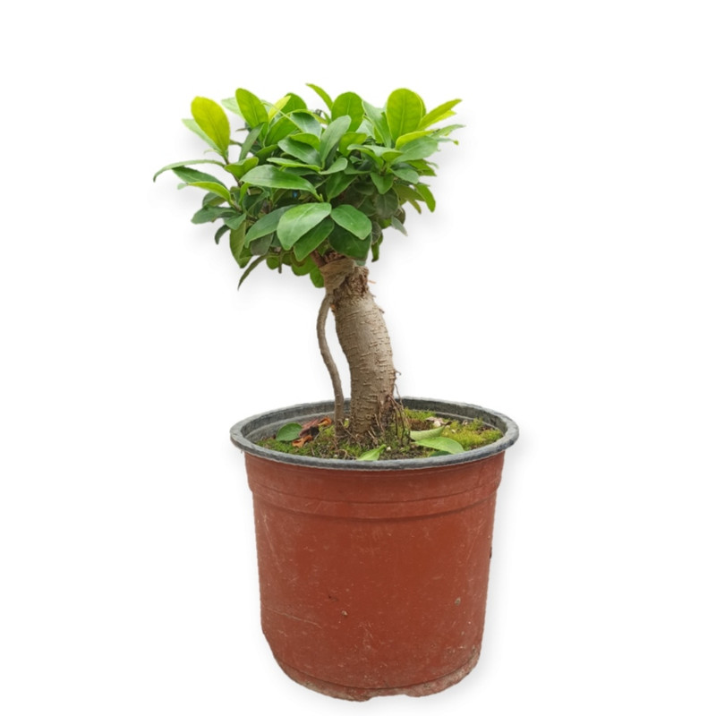 گیاه طبیعی بونسای جنسینگ مدل F16