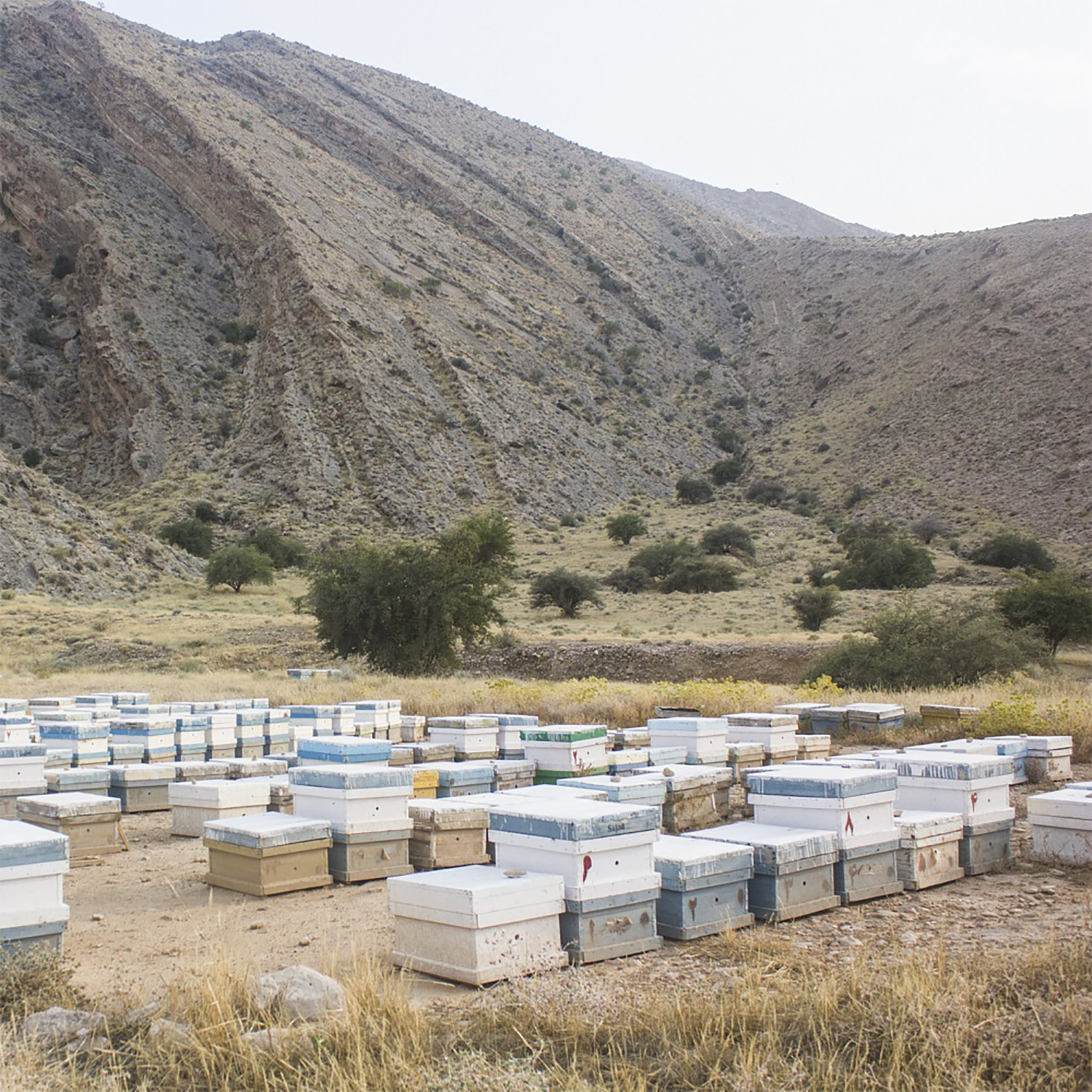 عسل کنار پروند -600 گرم