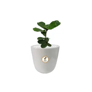 گیاه طبیعی فیکوس آفریقایی شرکت گلباران سبز گیلان مدل GN13-2S