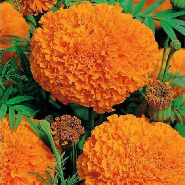 بذر گل جعفری پا کوتاه نارنجی جی پی سید مدل GP13096