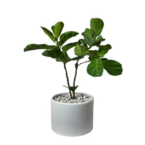 فیکوس لیراتا کد FL4040-113