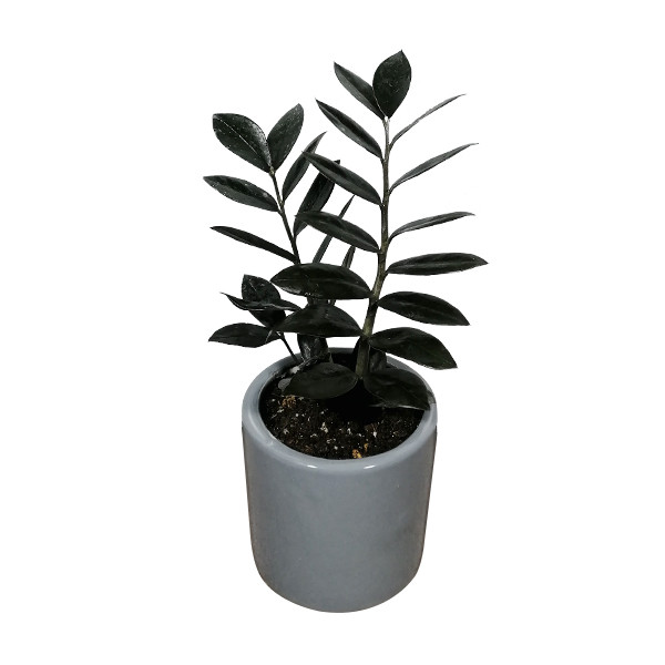 گیاه طبیعی زاموفیلیا مدل 01