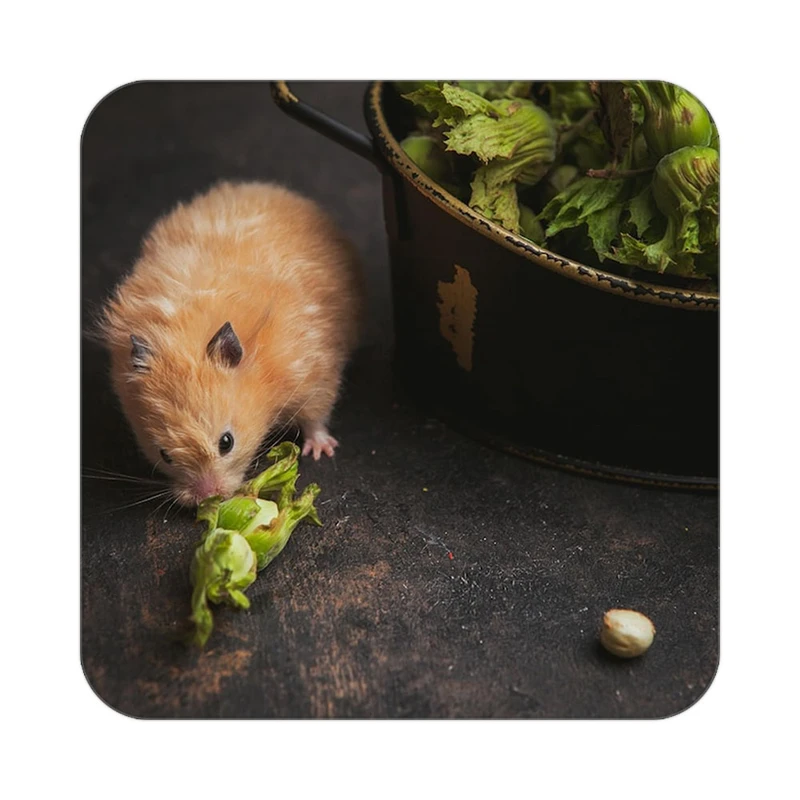 زیر لیوانی کاکتی طرح میوه مدل mp21113