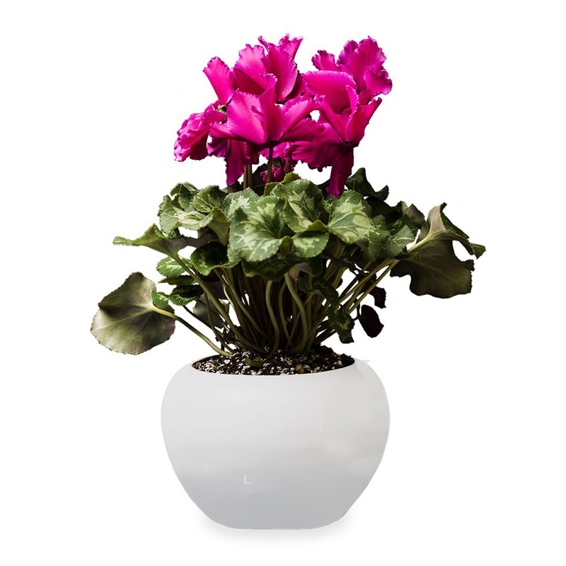 گیاه طبیعی سیکلامن گلیتال مدل GTL119