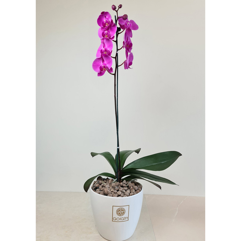 ارکیده بنفش گل گیفت کد GP017
