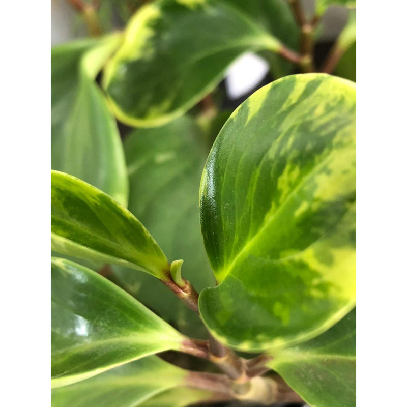 گیاه طبیعی قاشقی ابلق گلپیدو مدل GP-20 گیاه طبیعی قاشقی ابلق گلپیدو مدل GP-20