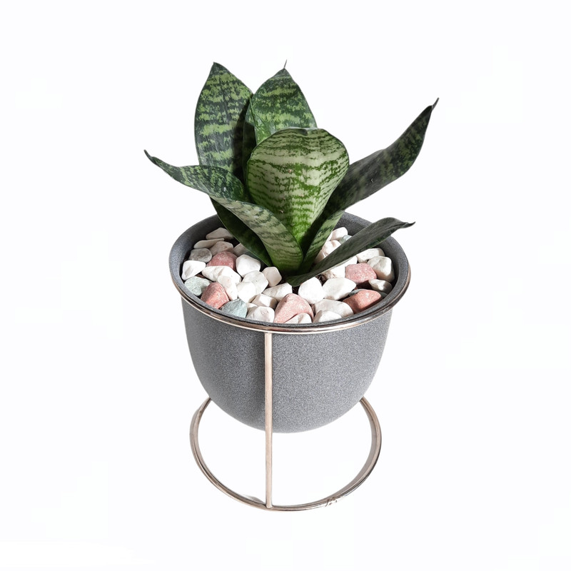 گیاه طبیعی سانسوریا کراواتی کد FT