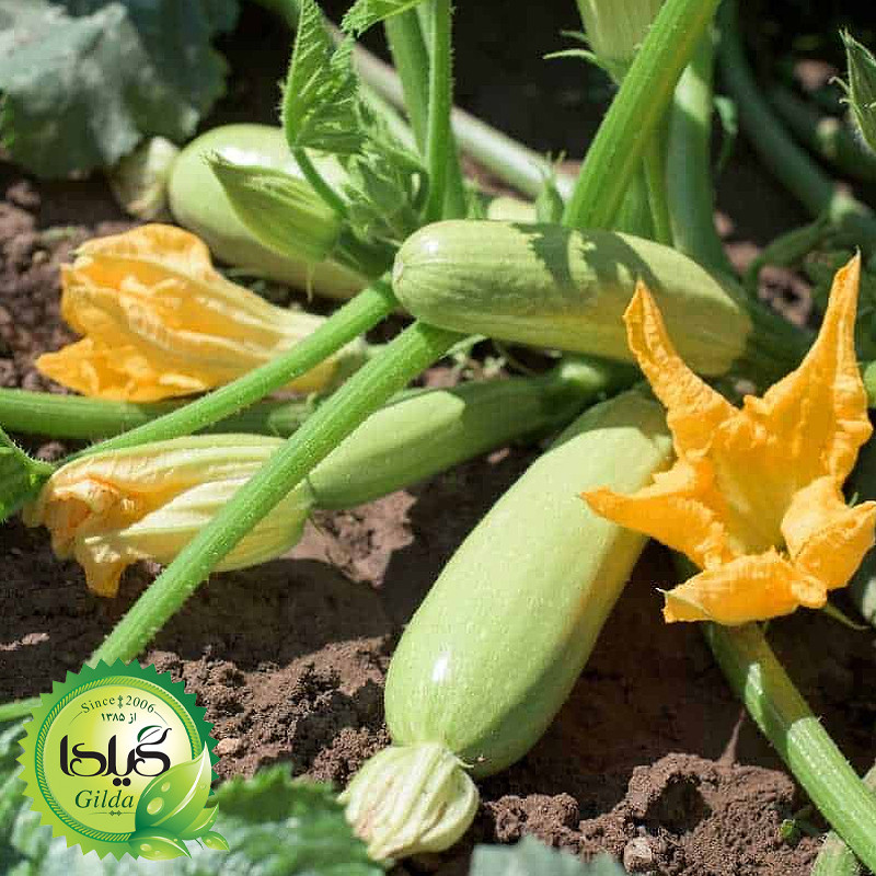 بذر کدو خورشتی هیبرید گیلدا کد 771