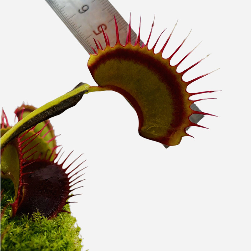 گیاه طبیعی گوشتخوار ونوس مدل B52