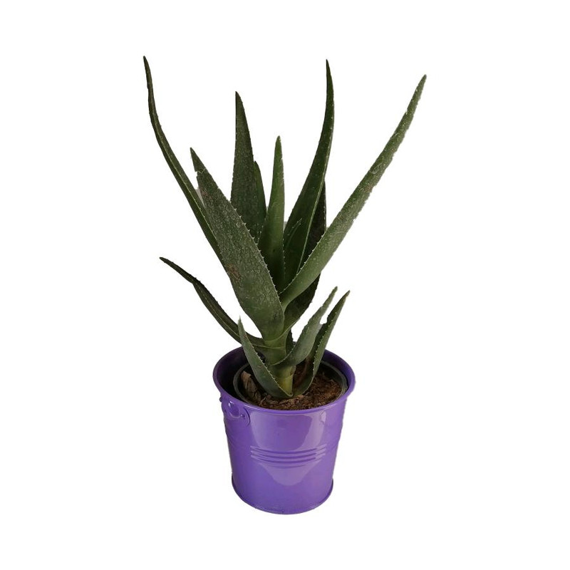 گیاه آلوئه کد jf05 گیاه آلوئه کد jf05