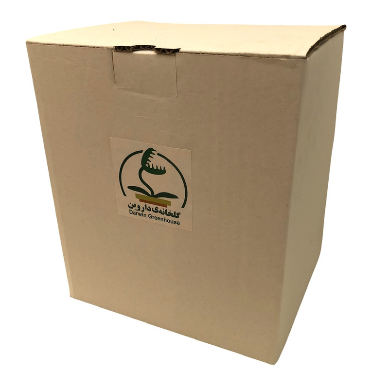 گیاه طبیعی گوشتخوار دروزرا کپنسیس مدل Cap04 مجموعه 4 عددی