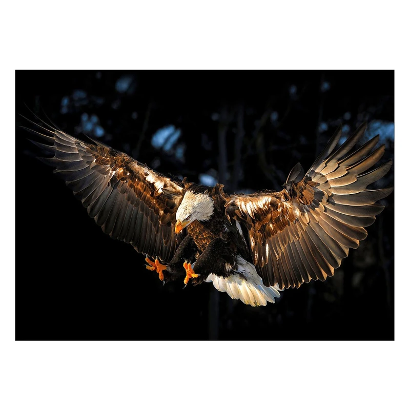 تابلو شاسی ونسونی طرح Eagle Grandeur سایز 50x70 سانتی متر