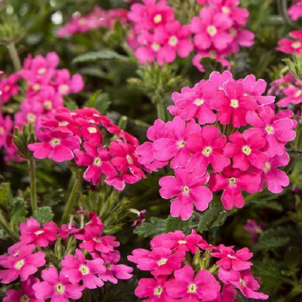 بذر گل شاه پسند صورتی جی پی سید مدل GP13292 بذر گل شاه پسند صورتی جی پی سید مدل GP13292